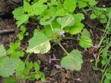 Lamium purpureum