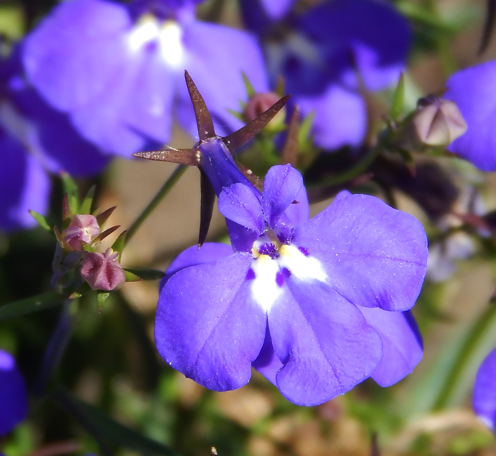 Image of Lobelia erinus specimen.