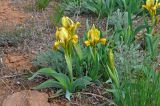 Iris scariosa. Цветущие растения. Калмыкия, Яшкульский р-н, окр. пос. Утта, степь. 18.04.2021.