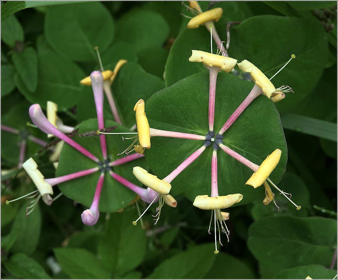 Image of Lonicera caprifolium specimen.