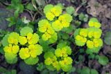 Chrysosplenium alternifolium