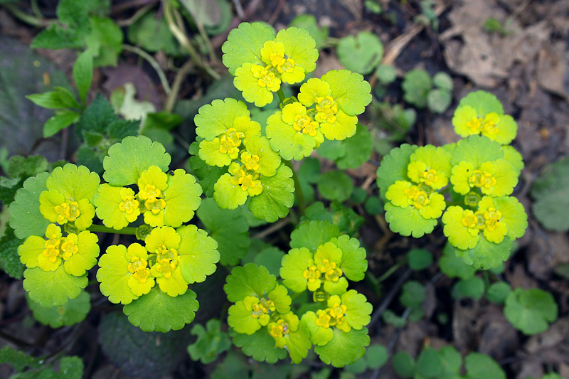 Image of Chrysosplenium alternifolium specimen.