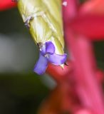 Tillandsia fendleri