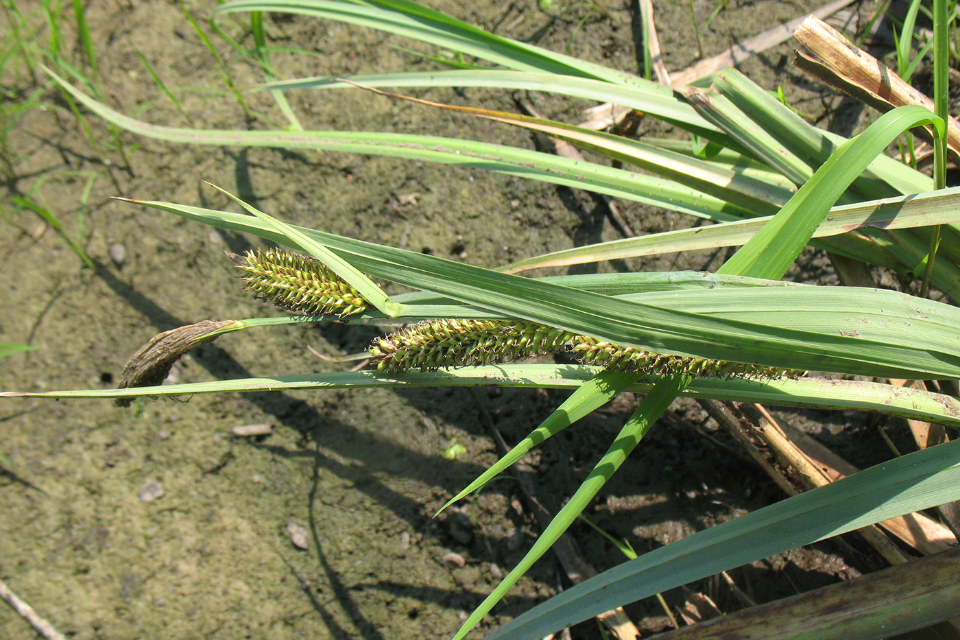 Image of Carex riparia specimen.