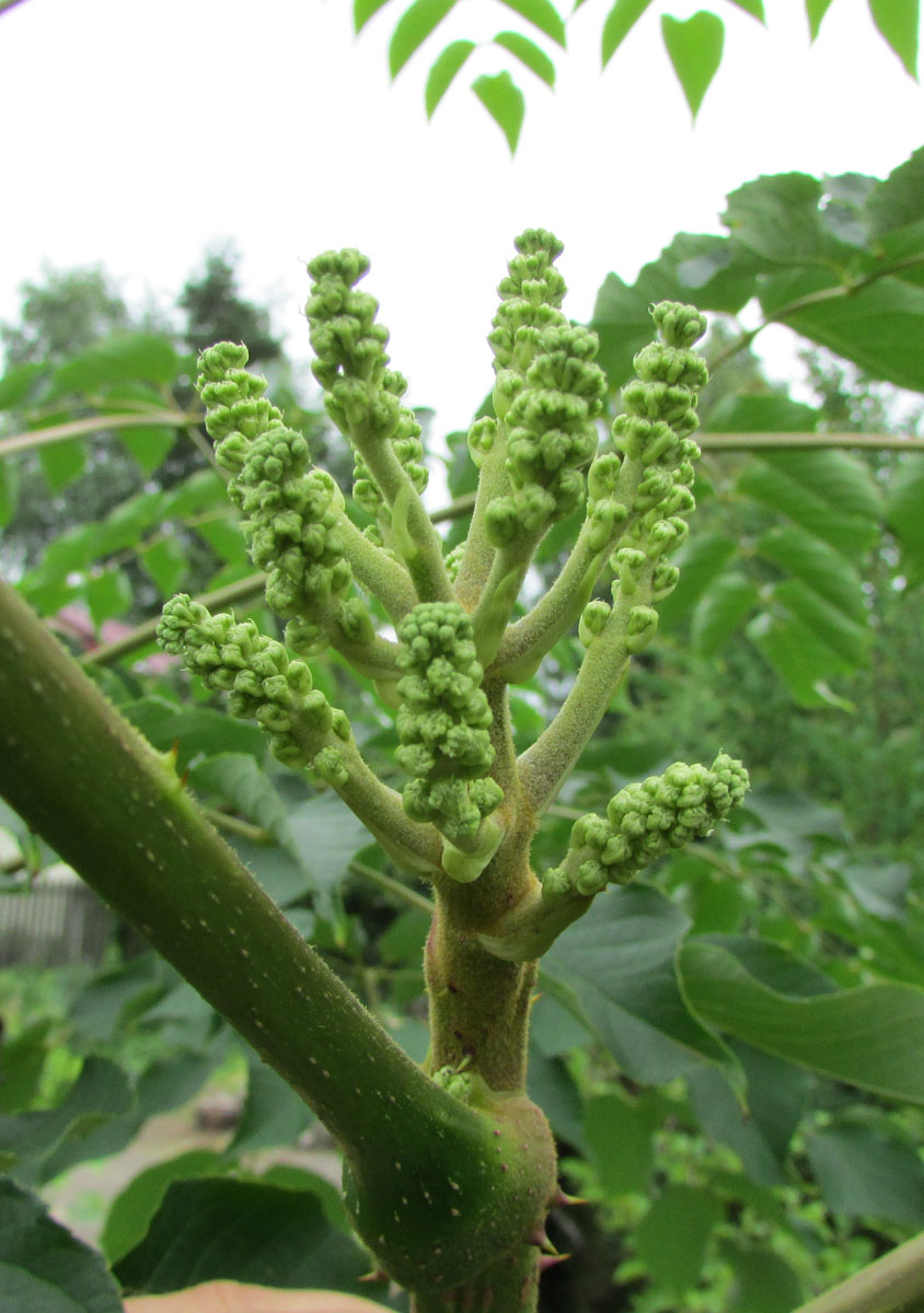 Image of Aralia spinosa specimen.