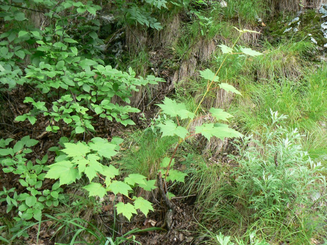 Image of Acer ukurunduense specimen.