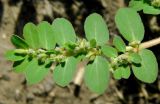 Euphorbia prostrata