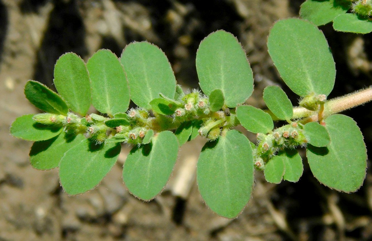 Изображение особи Euphorbia prostrata.