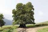 Platanus orientalis