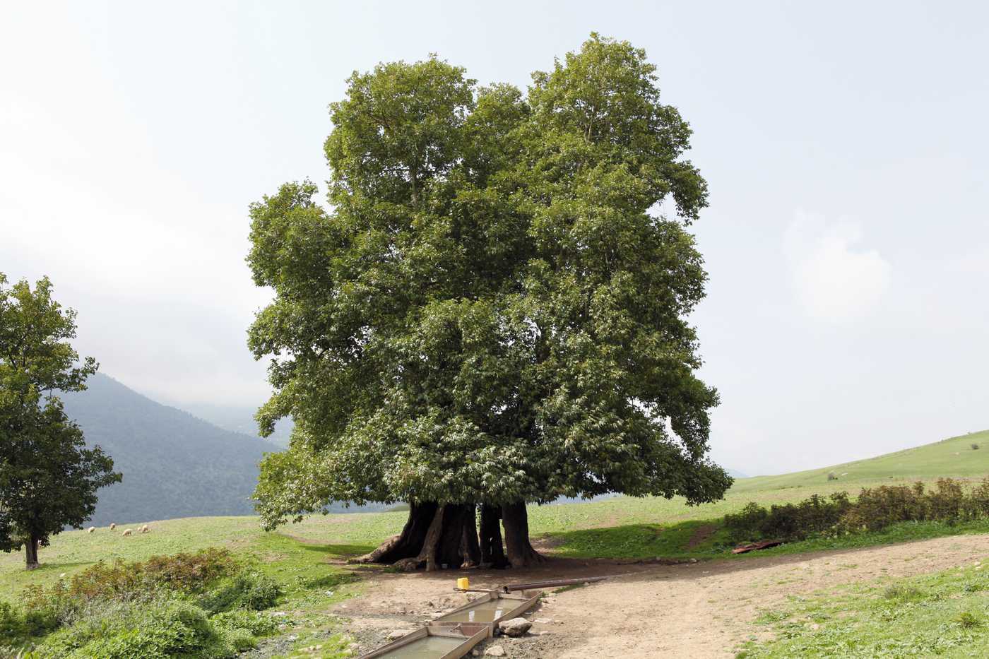 Изображение особи Platanus orientalis.