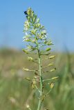 Ornithogalum pyrenaicum