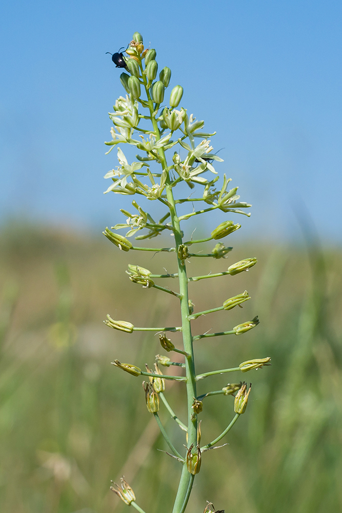 Изображение особи Ornithogalum pyrenaicum.