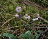 Chimaphila umbellata. Цветущее растение. Владимирская обл., Судогодский р-н, окр. дер. Митино. 03.07.2021.