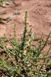 Amaranthus albus