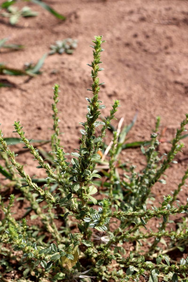 Image of Amaranthus albus specimen.