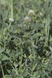 Trifolium leucanthum