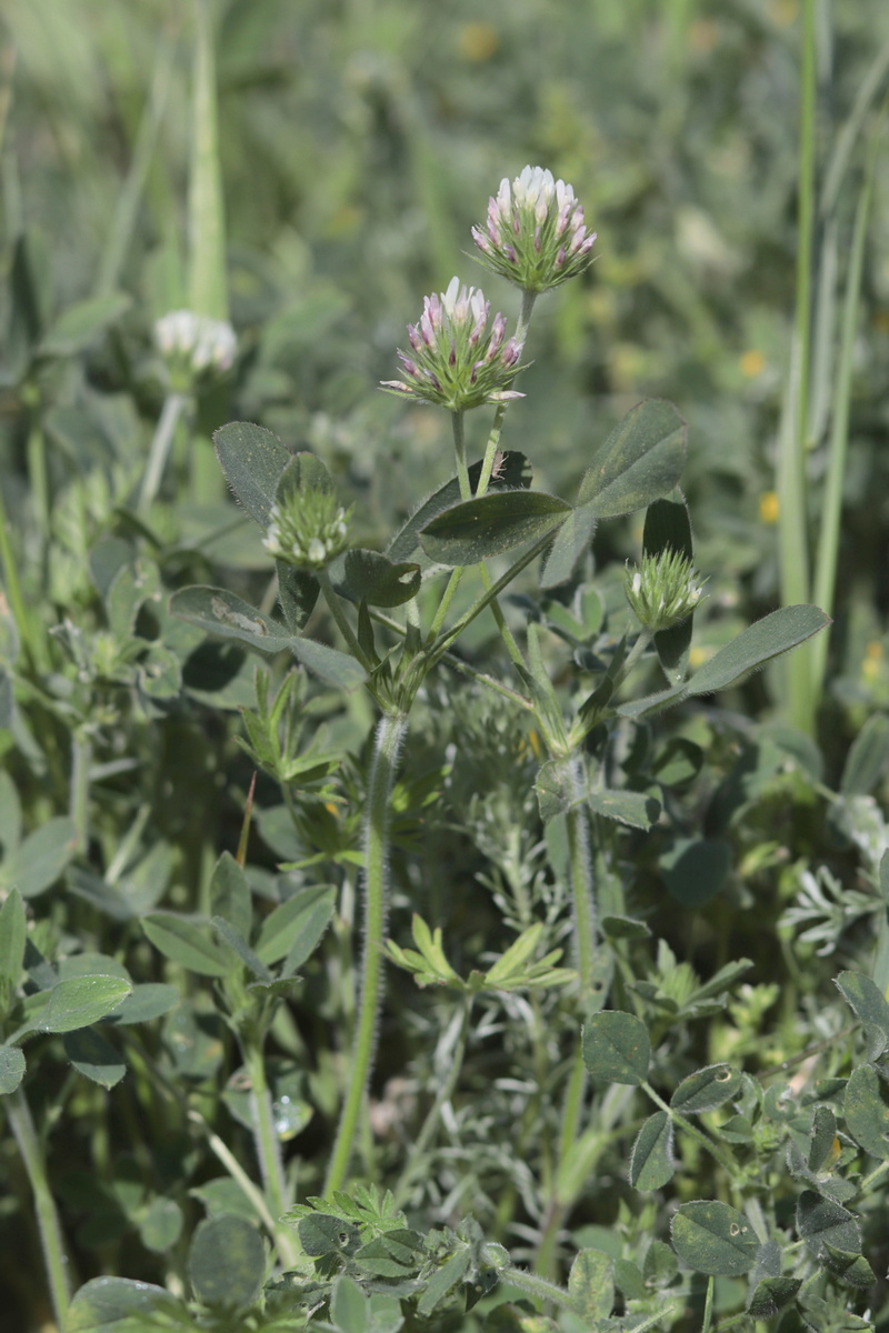 Изображение особи Trifolium leucanthum.