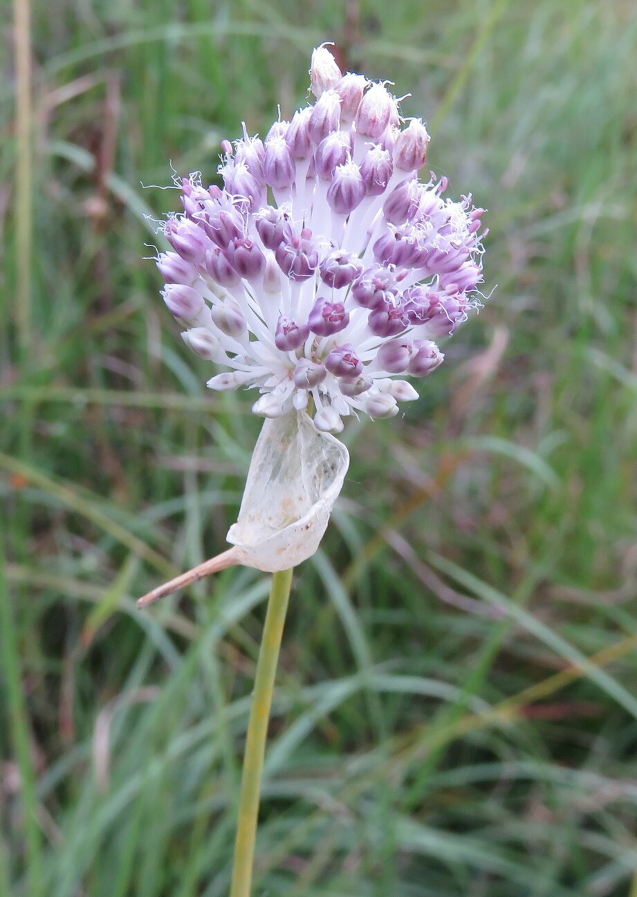 Image of Allium guttatum ssp. dalmaticum specimen.