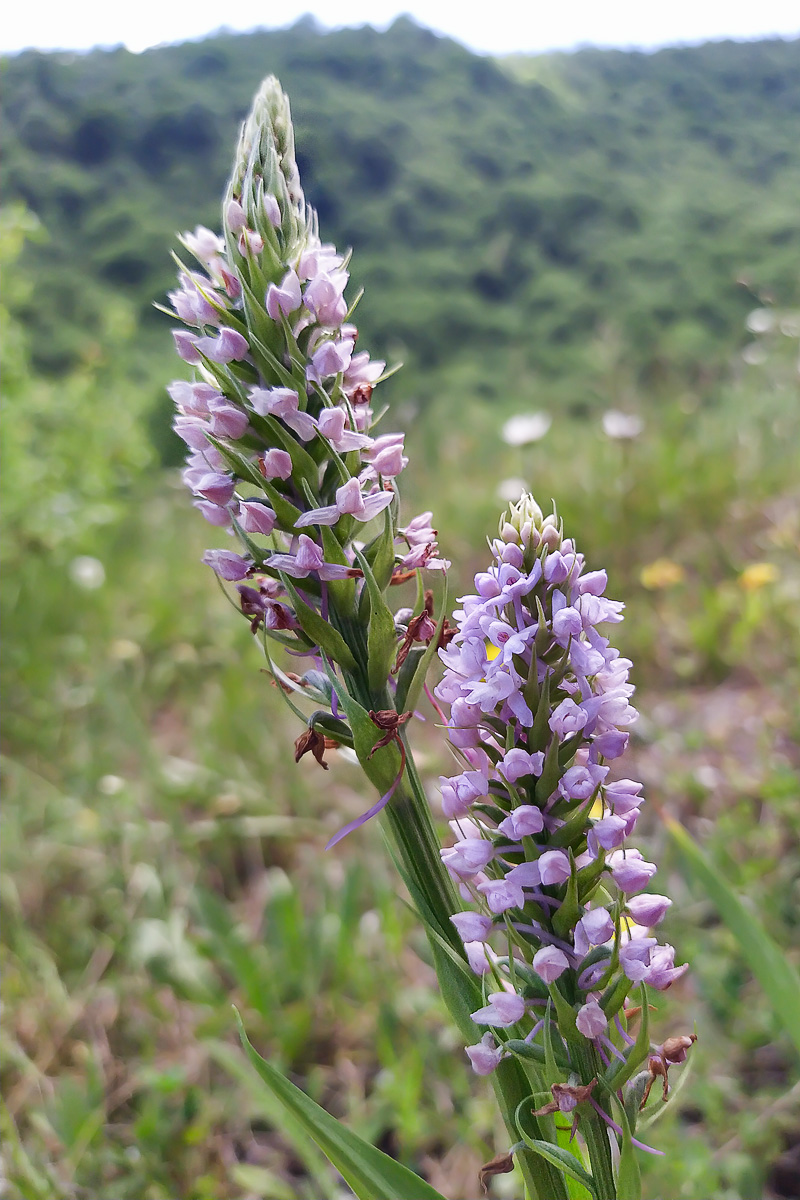 Изображение особи Gymnadenia conopsea.