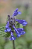 Nepeta supina