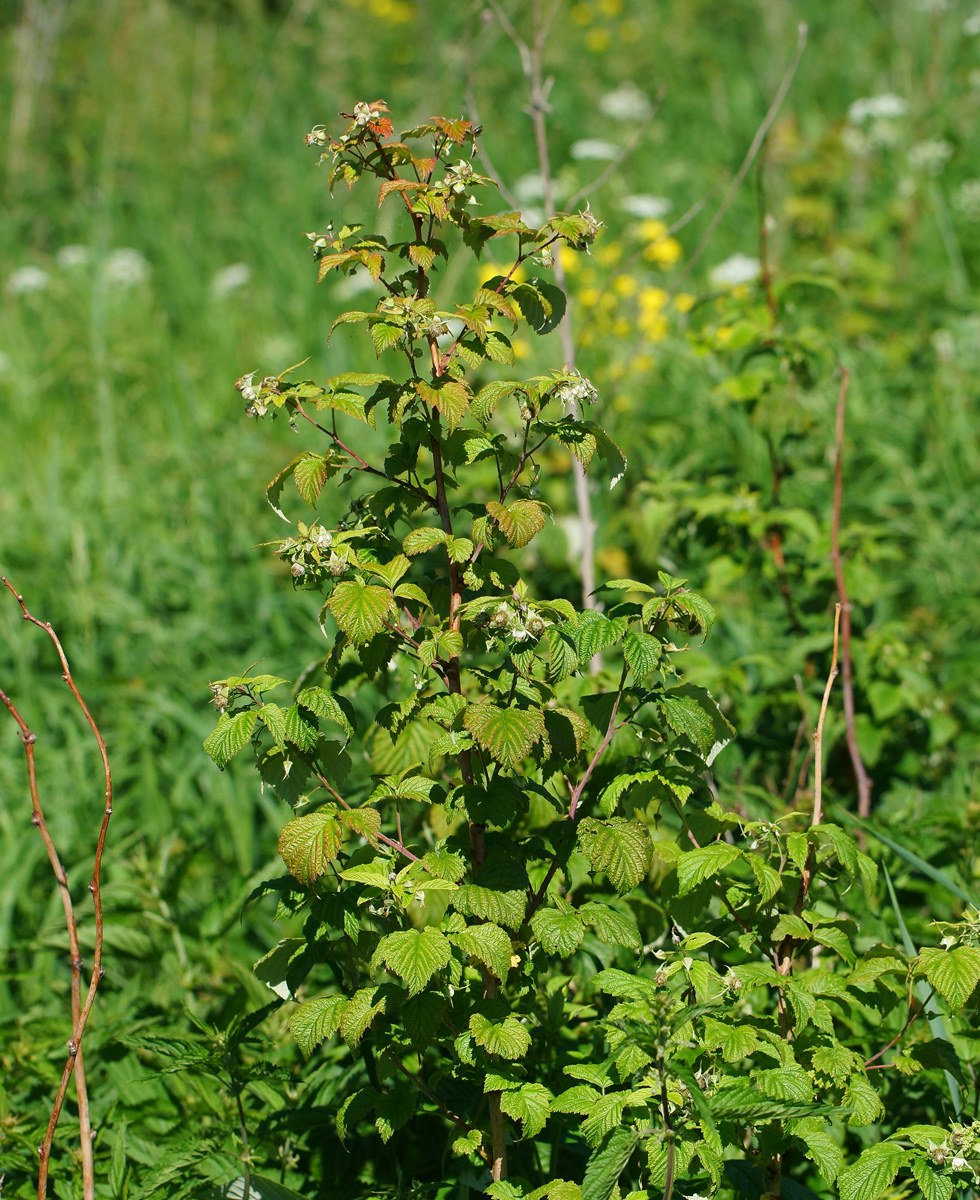 Image of Rubus idaeus specimen.