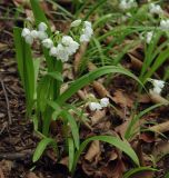 Allium paradoxum