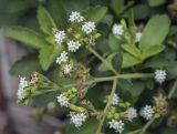 Stevia rebaudiana. Верхушка цветущего побега. Москва, Аптекарский огород, в культуре. 03.09.2021.