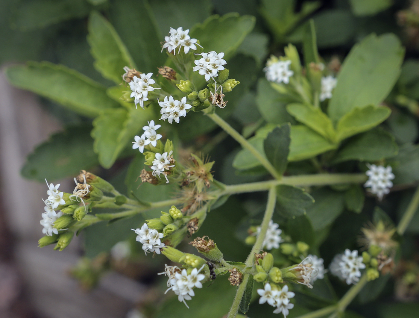 Изображение особи Stevia rebaudiana.