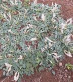 Astragalus paradoxus