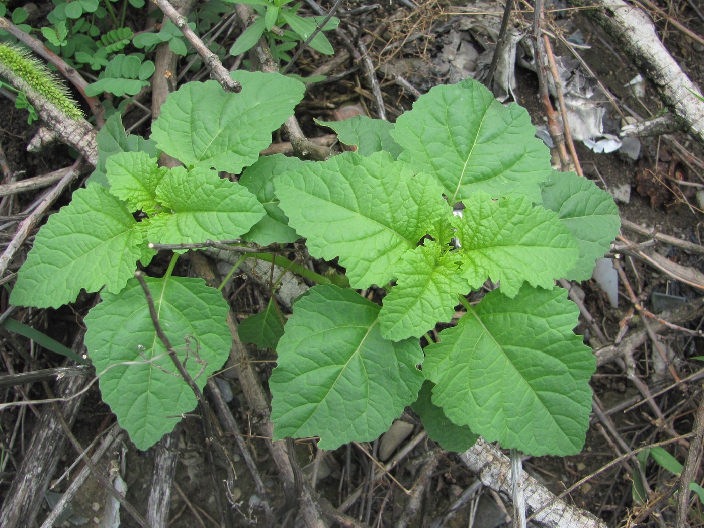 Изображение особи Nicandra physalodes.