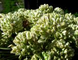 genus Angelica