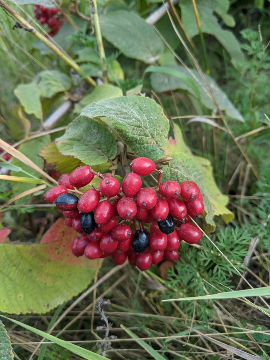 Image of Viburnum lantana specimen.