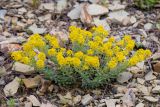 genus Odontarrhena