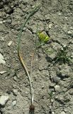 Gagea germainae. Выкопанное цветущее растение. Азербайджан, Губинский р-н, ущелье р. Кудиалчай. 22.04.2010.