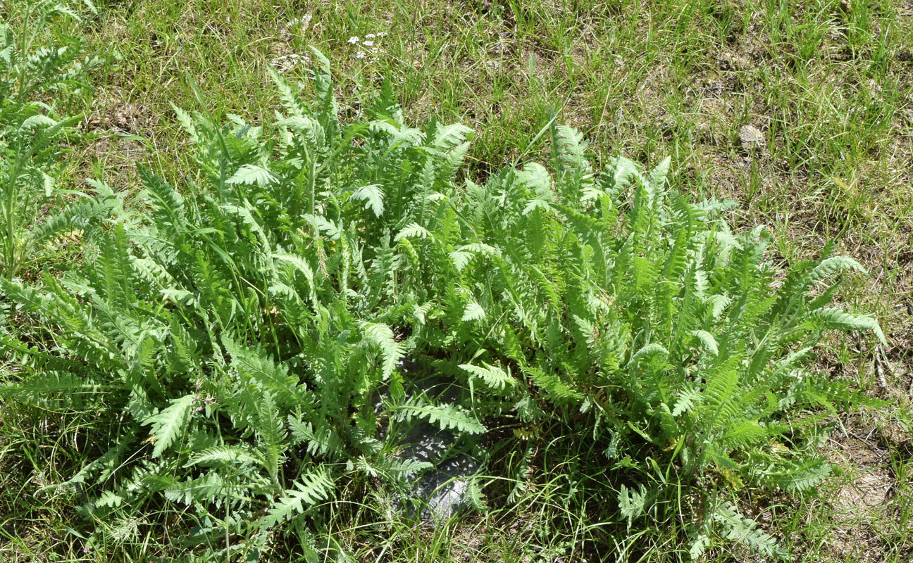 Изображение особи Achillea filipendulina.