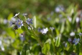 Myosotis cespitosa. Соцветие. Северная Осетия, Ирафский р-н, турбаза \"Порог неба\", хр. Танадор, западное подножие горы Кубус, около 1700 м н.у.м. 03.05.2022.