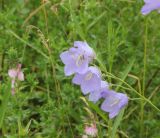 Campanula persicifolia. Соцветие с отдыхающей мухой. Калужская обл., Боровский р-н, правый берег р. Протва в 500 м выше по течению от дер. Сатино, луг. 3 июля 2020 г.