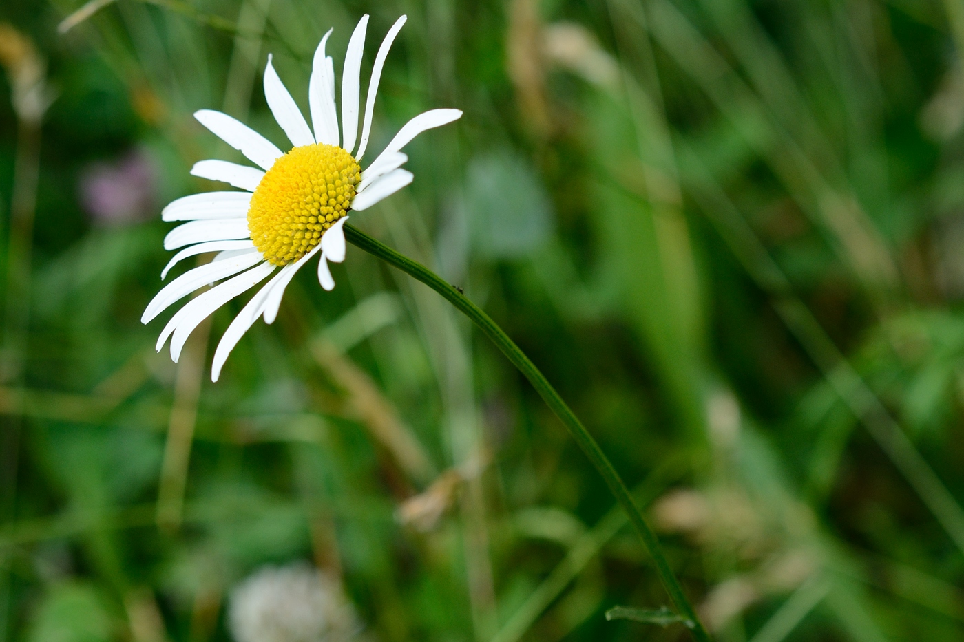 Image of Leucanthemum vulgare specimen.