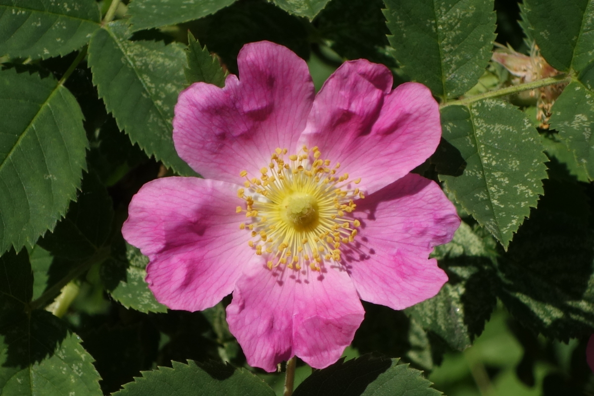 Image of Rosa canina specimen.