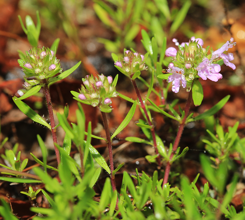 Изображение особи Thymus urussovii.