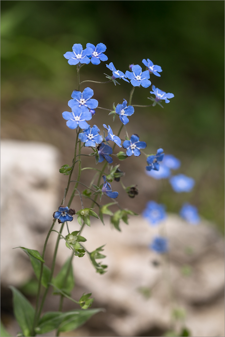 Изображение особи Omphalodes cappadocica.