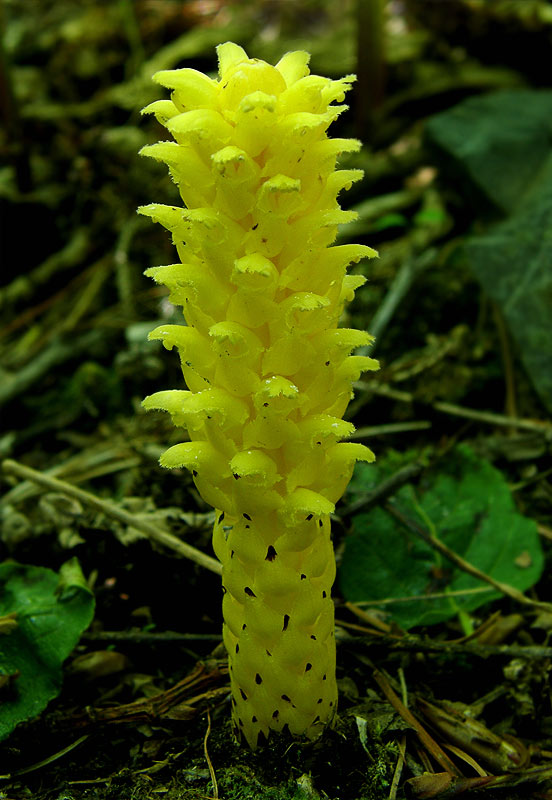 Image of Boschniakia rossica specimen.