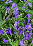 Campanula hohenackeri. Соцветия. Северная Осетия, Пригородный р-н, окр. с. Даргавс, ≈ 1400 м н.у.м., луговой склон. 23.07.2022.