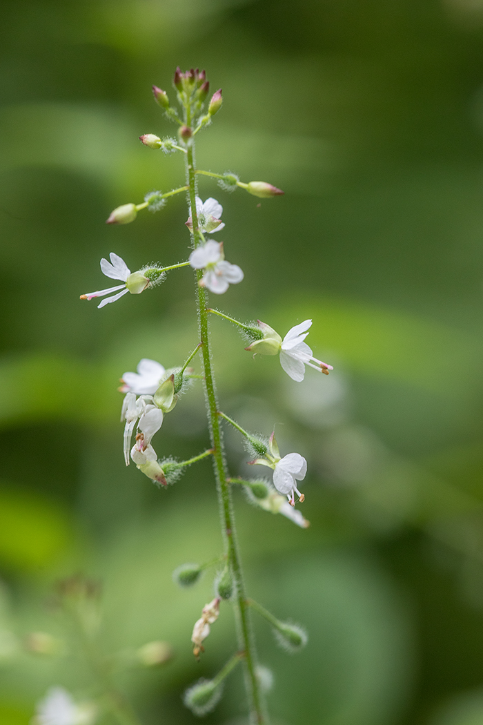 Изображение особи Circaea lutetiana.