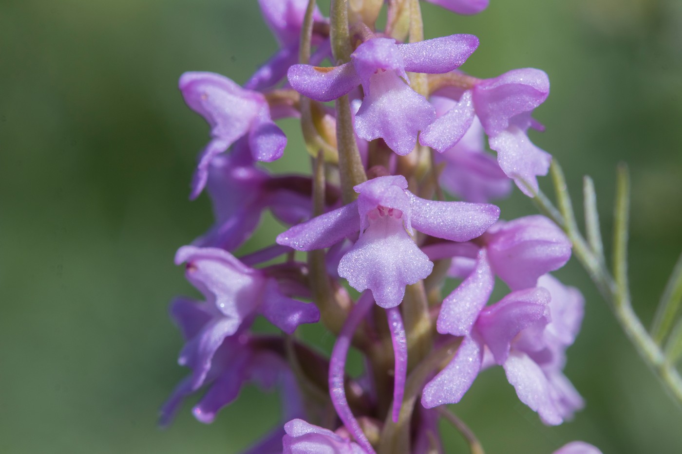 Изображение особи Gymnadenia conopsea.