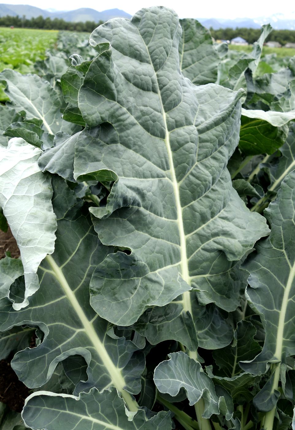 Изображение особи Brassica oleracea var. italica.