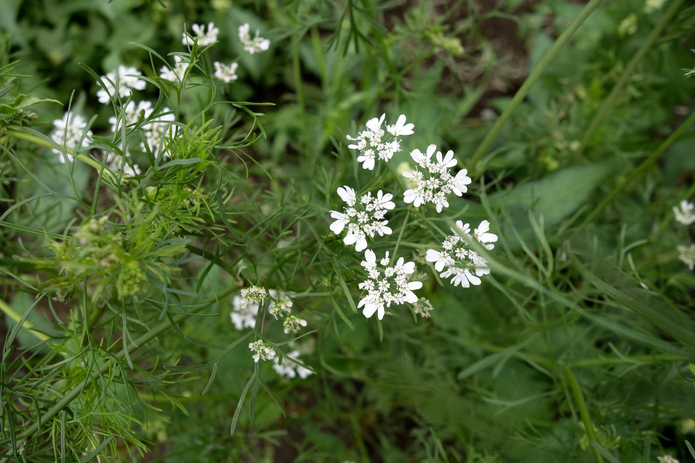 Image of Coriandrum sativum specimen.