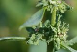 Atriplex kuzenevae