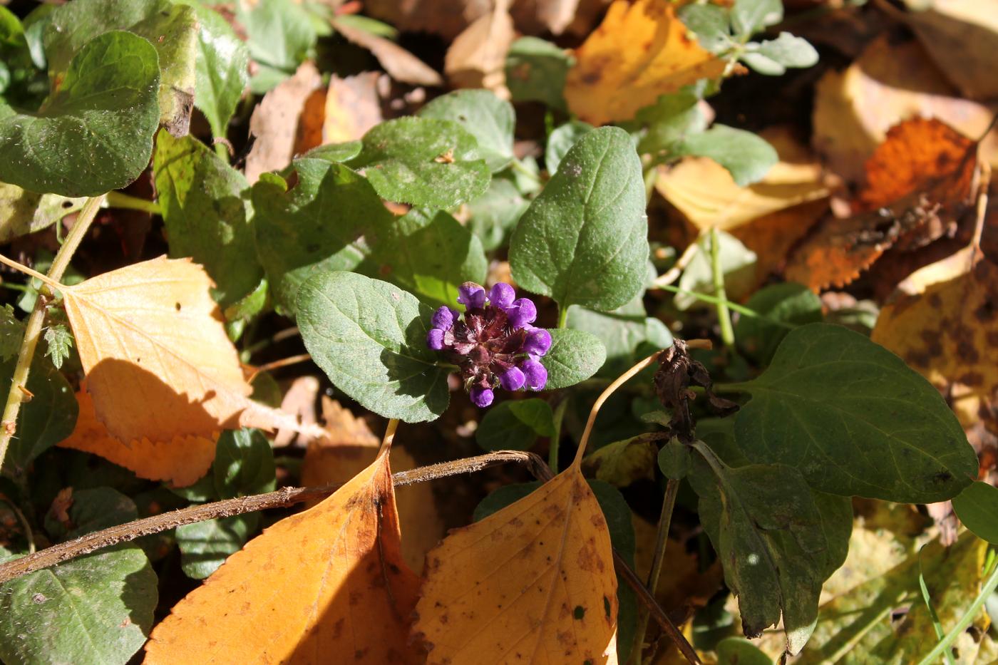 Изображение особи Prunella vulgaris.