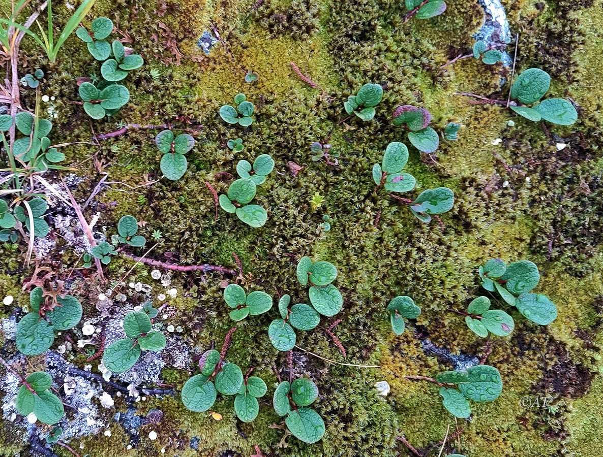 Image of Salix reticulata specimen.